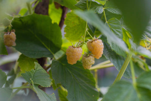 istock yellow ripe raspberries grow on a branch 1260252416