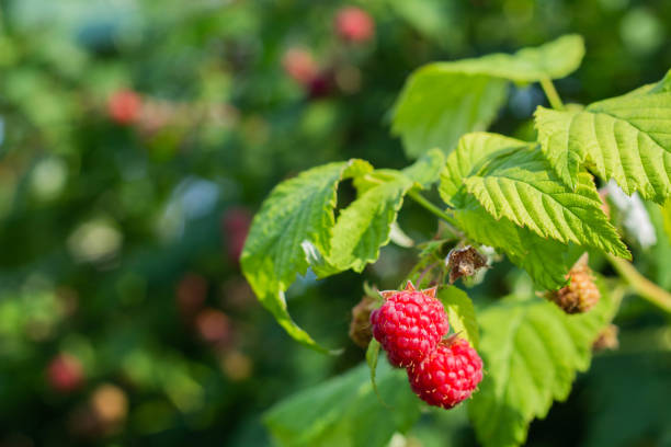 istock Red ripe raspberries grow on a branch 1260252943