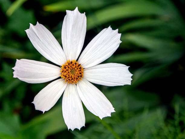 istock delicate bright white cosmea in the garden 1260258390