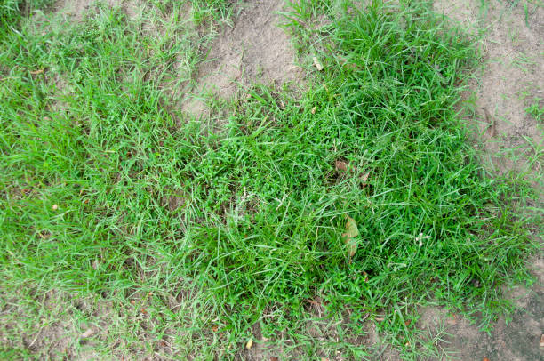 istock Green lawn and soil ground background. Nature background 1260262701