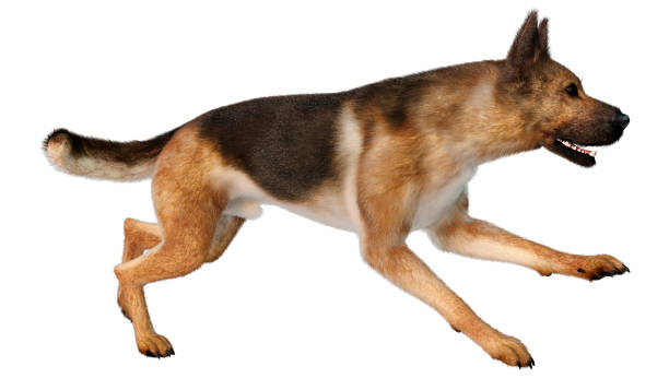 istock 3D illustration German shepherd dog on white 1260270669