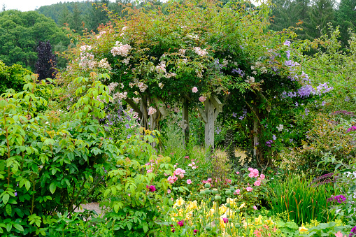 A lush English flowerbed with a rose and clematis covered rustic trellis.