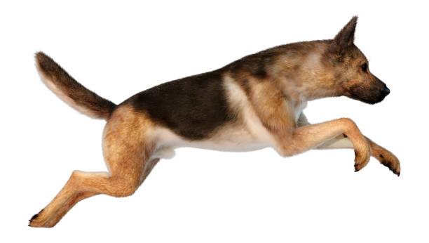 istock 3D illustration German shepherd dog on white 1260271229