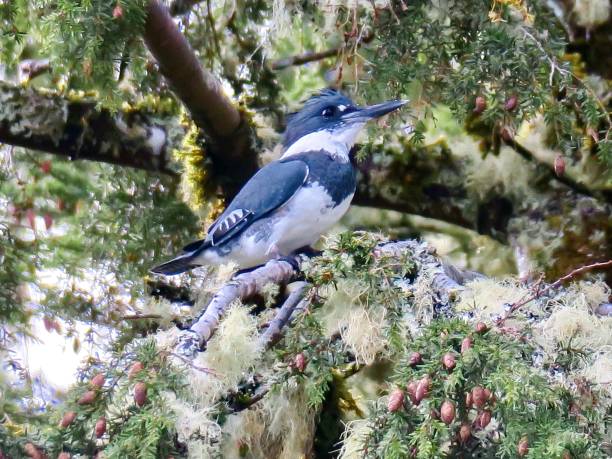 istock The Belted Kingfisher 1260282734