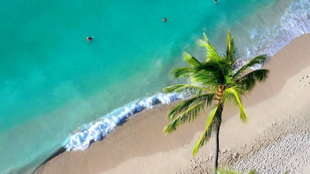 istock view of a tropical beach above a palm 1260285414