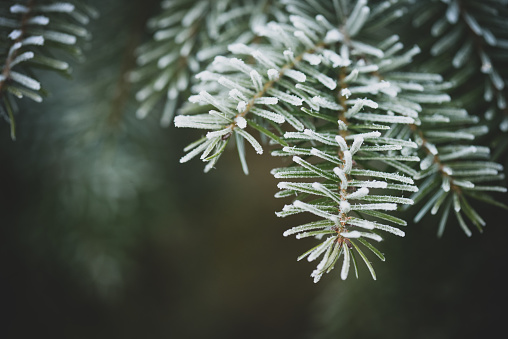 Christmas tree branches with frost
