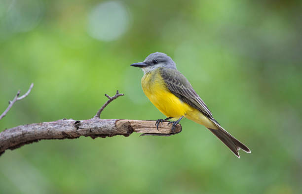 istock Tropical kingbird (Tyrannus melancholicus), Guanacaste, Costa Rica 1260293476