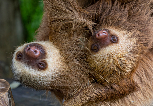 Hoffmann's two-toed sloth (Choloepus hoffmanni) is a species of sloth from Central and South America.\n\nIt is a solitary, largely nocturnal and arboreal animal, found in mature and secondary rainforests and deciduous forests. The common name commemorates the German naturalist Karl Hoffmann.