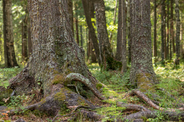 istock Trunk and roots of the Siberian cedar 1260299500