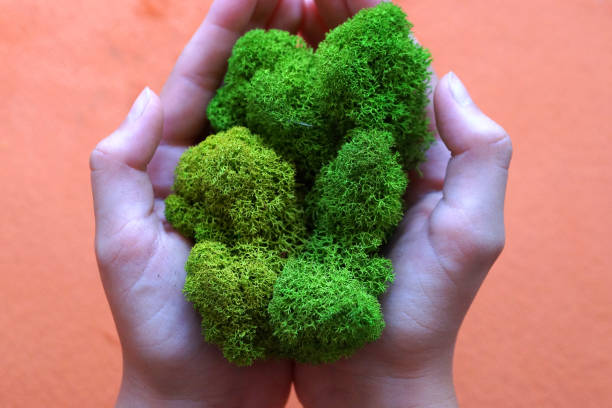 istock green stabilized moss in woman's hands as a symbol of purity 1260300623
