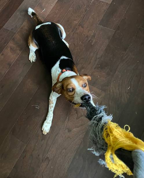 istock Playing tug of war with a Beagle 1260301176