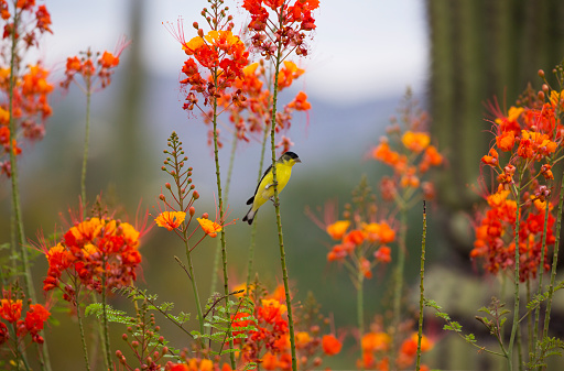 Desert beauty revealed with lesser goldfinch perched in Peacock Flowers with suggestive bokeh background of saguaro cactus, mesquite, and mountains