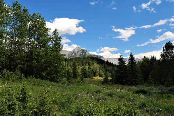 istock Wildflowers in Banff National Park 1260303066