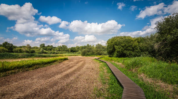 drewniany chodnik przez suchą przyrodę w okresie letnim w zandhoven, belgia. - dry landscape panoramic grass zdjęcia i obrazy z banku zdjęć