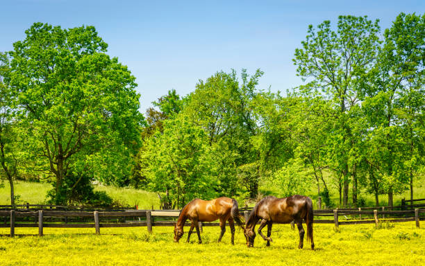 istock Bluegrass horse farm 1260307131