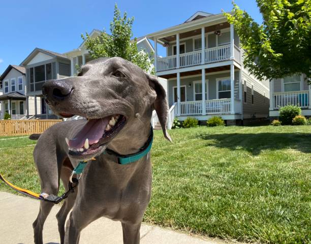 istock Happy Weimaraner on a walk 1260307161
