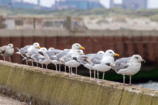 The focus is on the seagull in the middle. The buildings of the steel factory in Wijk aan Zee are faintly visible in the background.