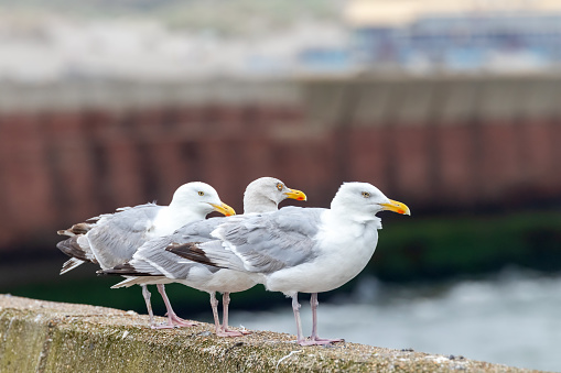 The focus is on the seagull in the middle. The buildings of the steel factory in Wijk aan Zee are faintly visible in the background.