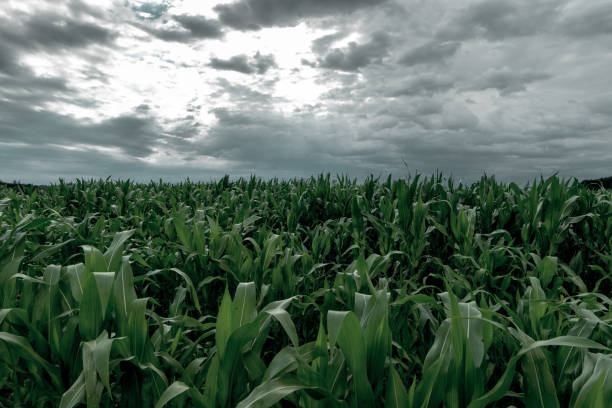 istock green maize field in front of dramatic clouds 1260313054