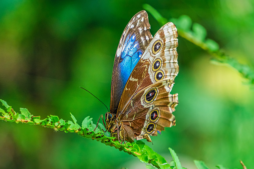 Milkweed butterflies are a subfamily, Danainae, in the family Nymphalidae, or brush-footed ... Dark Blue Tiger (Tirumala septentrionis), Striped Blue Crow (Euploea mulciber),. Three milkweed butterflies. Clockwise from left: dark blue tiger