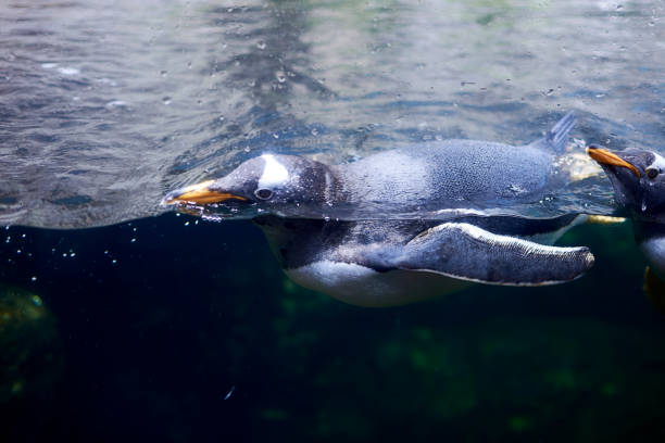 istock Lone penguin swimming in the ocean 1260321833