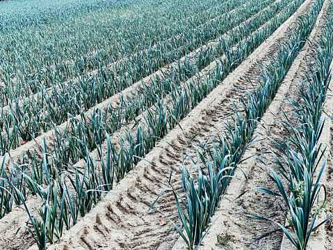 Leek crops planted in rows in the agricultural field.