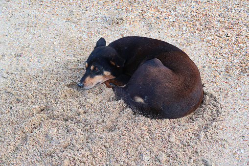 Stock photo showing a wild stray Indian dog photographed on the beach of Palolem, Goa, South India.