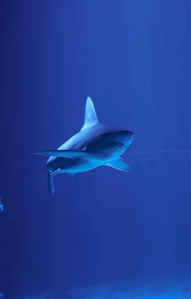 istock Gray shark swimming in the ocean 1260330866