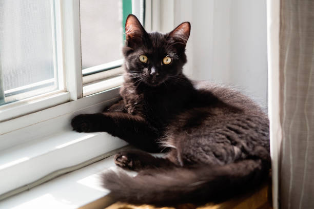 Playful kitten resting on a window frame at home.