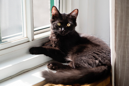 Playful black 4 month kitten resting on a window frame at home. It has yellow eyes and fluffy hairs in ears. Horizontal full length indoors shot with copy space.