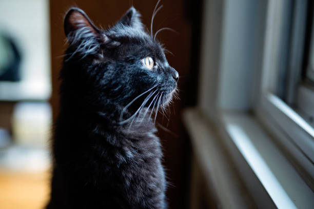 Playful black 4 month kitten looking through a window at home. It has yellow eyes and fluffy hairs in ears. Horizontal close-up indoors shot with copy space.