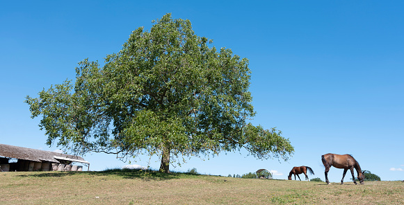 horses near tree and barn under blue sky in countryside near valenciennes in the north of france