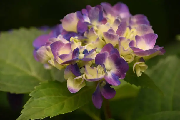 Pretty creamy, blue and purple hydrangea blossom flowering.