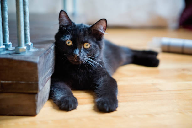 cat, animal, kitten, pet, cute, black, young, fur, mammal, portrait, feline, beautiful, eyes, kitty, small, fluffy, adorable, face, background, furry, closeup, breed, isolated, indoor, black cat, photography, look