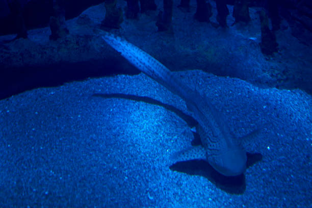 istock Zebra shark in the lonely ocean 1260334693