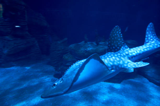 istock Shark stingray in the dark ocean 1260334699