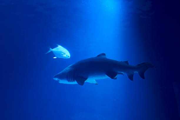 istock Tiger shark in the ocean surrounded by fish 1260334706
