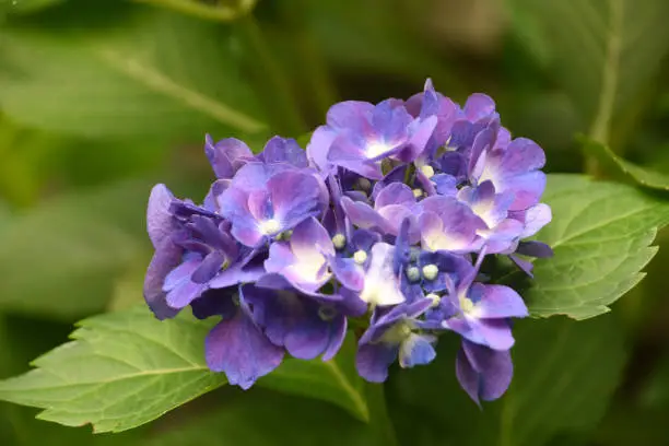 Beautiful blue and purple clusters of hydrangeas blooming.