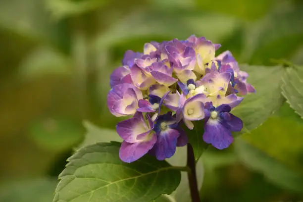 Flowering cream, blue and purple hydrangea blossoms blooming.