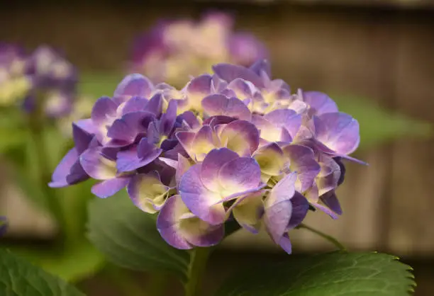 Hydrangea blossom in shades of purple blooming and flowering.