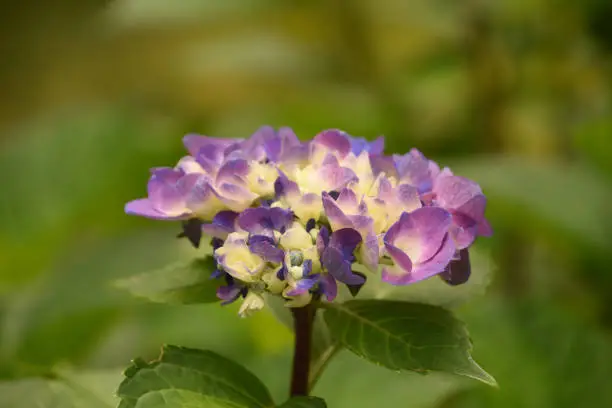 Pretty ivory, purple and blue flowering and budding hydrangea.