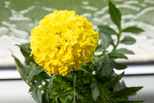 Indoor yellow flower