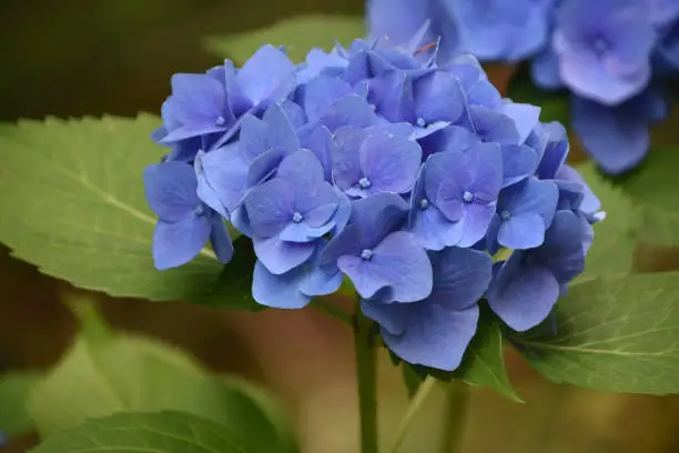 Garden with a flowering blue hydrangea flowering and blooming in a garden.