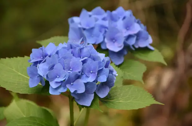 Blooming pretty blue hydrangea blossom flowering in the summer.