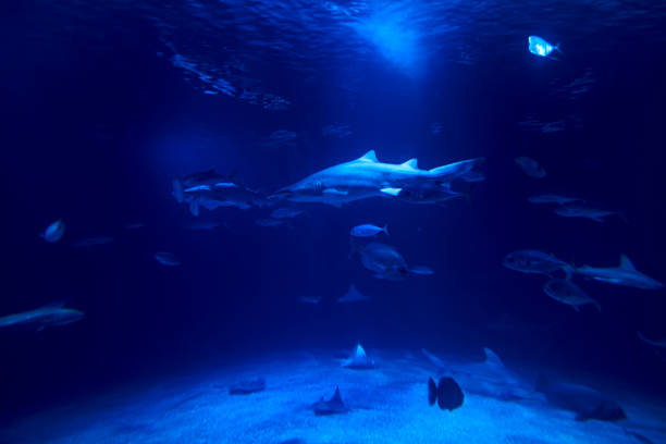istock Tiger shark in the ocean surrounded by fish 1260336879
