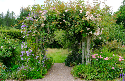 An old rustic wooden garden trellis covered with roses and clematis