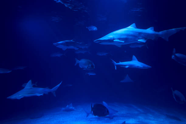istock Tiger shark in the ocean surrounded by fish 1260336881