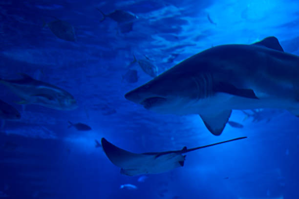 istock Tiger shark in the ocean surrounded by fish 1260337401