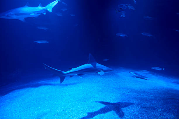 istock Tiger shark in the ocean surrounded by fish 1260337402