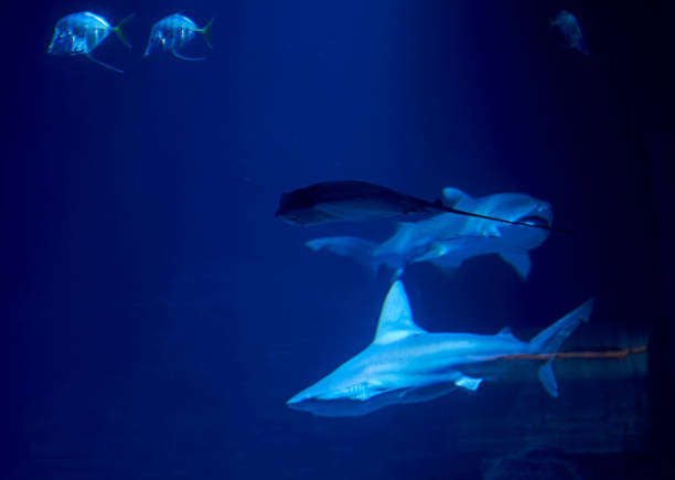 istock Tiger shark in the ocean surrounded by fish 1260337406
